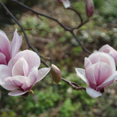 Magnolie am Parkplatz
